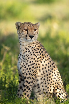 Natural lighting portrait of a wild cheetah