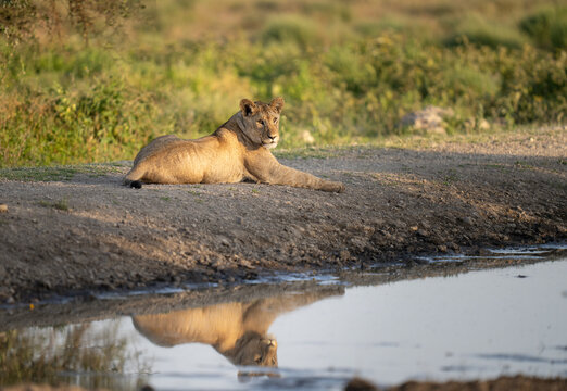 Young lion cub lying by a water hole at sunrise