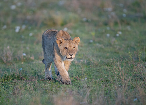 Teenage lion walking towards the sun