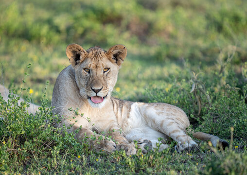 Lion cub in the early morning with her tongue out