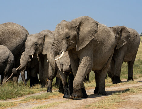 Herd of elephants walking by water