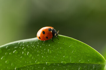 Fototapeta premium Biodiversity and environmental conservation, ladybug on a green leaf with water droplets nature and ecosystem health in a garden