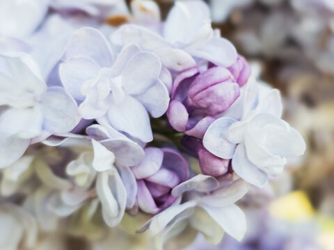 Close-up of pale lilac flowers and purple buds of Syringa vulgaris blooming in spring. Soft pastel petals and fresh flower buds create a delicate natural floral background. Photographed on May 11, 202