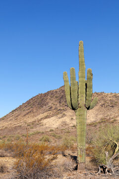 Arizona native saguaro cactus, known scientifically as Carnegiea gigantea, grows beautifully inside Phoenix North Mountain Park, early summer morning; copy space