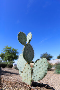 Thorny and resilient Prickly pear cactus thrives in the dry, rocky desert-style xeric soil under the bright desert sun of Phoenix, Arizona