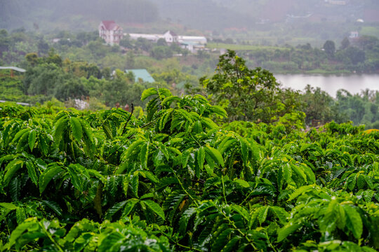 Coffee plantation in Lam Dong Province