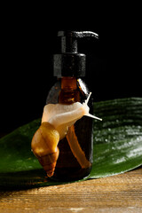 Giant Achatina snail, tropical leaf and bottle of cosmetic product on dark wooden background, closeup © Pixel-Shot