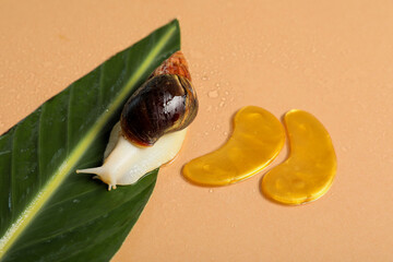 Giant Achatina snail, under-eye patches and tropical leaf on beige background, closeup © Pixel-Shot