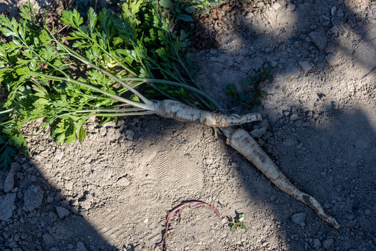 Freshly harvested parsley root lying on the ground with traces of soil. Natural organic vegetable straight from the garden, symbolizing healthy eating, sustainable agriculture and homegrown food. Auth