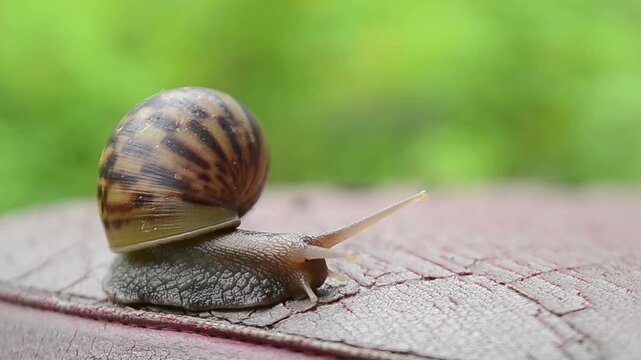 The movement of a snail