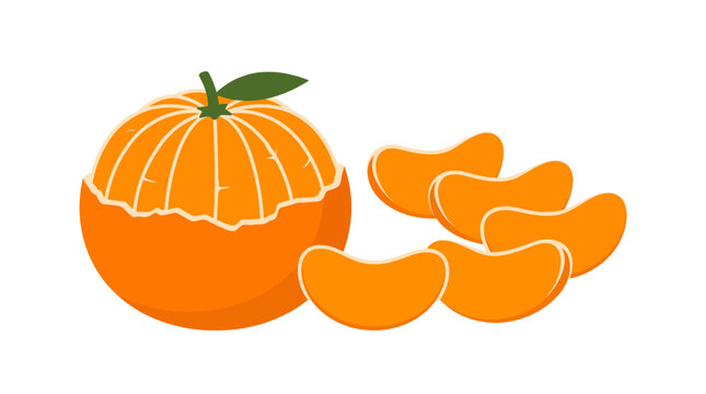 Peeled mandarin orange with fresh segments vector illustration