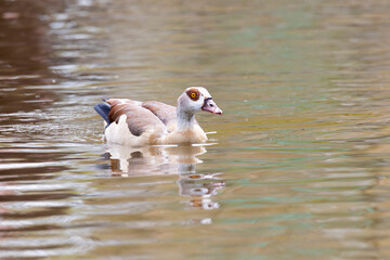 A female Egyptian goose swims on the water. © Shchipkova Elena