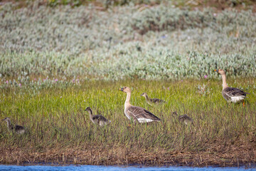 A family of Taiga bean geese with their goslings walks along a riverbank. Yakutia, Russia. © Shchipkova Elena