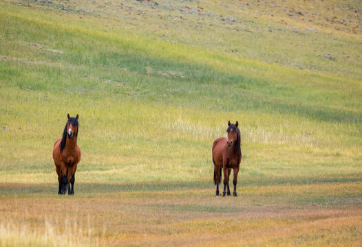 photo of two horses standing in colorful mountain steppes on a sunny day, looking at the camera.