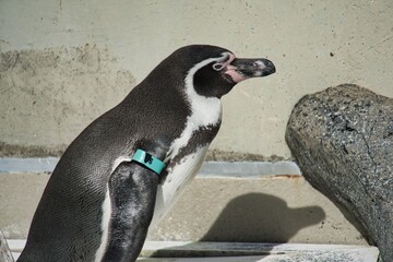 Side Profile Close Up of a Penguin Standing in Outdoor Zoo Exhibit © Daniel