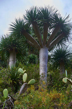 Dragon trees growing on hillside