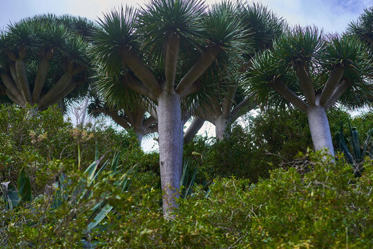 Dragon trees growing on hillside