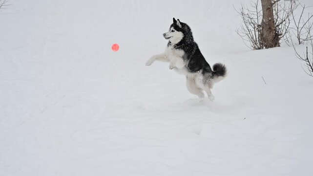 Husky and Samoyed dogs play ball on a winter walk.