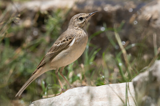Tawny Pipit (Anthus campestris) Perched Alert on Rock in Natural Habitat