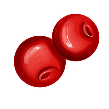 Pair of ripe red cranberries vector illustration isolated on white background