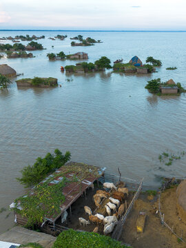 Rajshahi District, Bangladesh - 13 September 2026: Aerial view of flooded rural landscape with partially submerged houses and a cattle shed containing cows, showing the impact of seasonal flooding.
