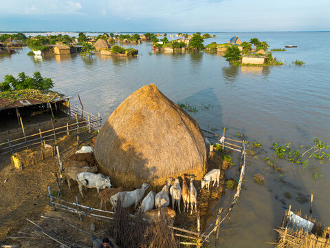 Rajshahi District, Bangladesh - 13 September 2026: Aerial view of cattle gathered around a large haystack in a flooded rural landscape with submerged houses and vegetation.