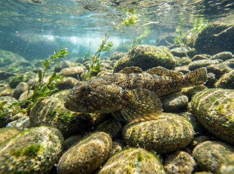 Goby fish rests on a rocky riverbed in clear shallow stream water with aquatic plants.