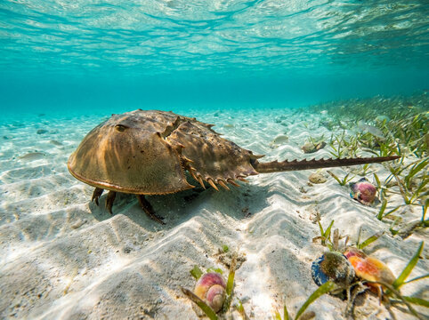 Horseshoe crab crawls along a sandy seabed in clear shallow tropical water near seagrass.