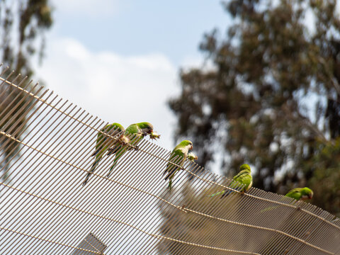 Monk Parakeets Perched on Wire Fence Feeding on Seed Pods