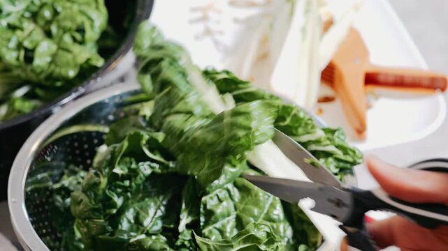 Diverse Person Cutting Fresh Green Swiss Chard Leaves with Kitchen Shears