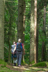 Fototapeta premium Hikers Walking Through Sunlit Spruce Forest on St Olav Ways Sweden