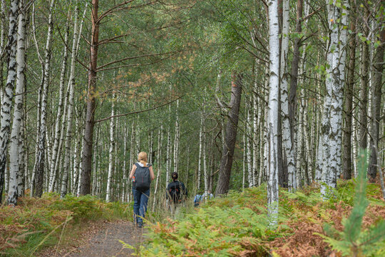 Hikers Walking on Path Through Tall Birch Forest on St Olav Ways