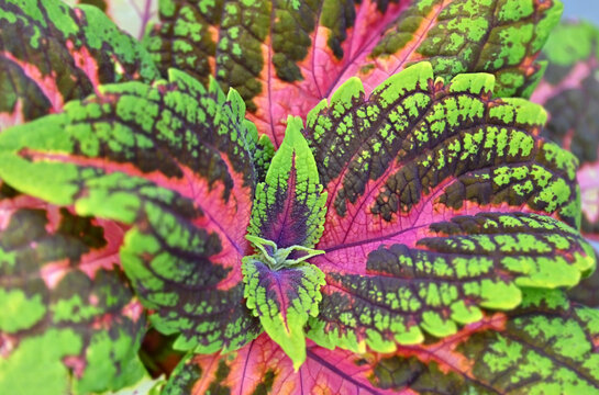 Multicolored Coleus (Plectranthus scutellarioides)