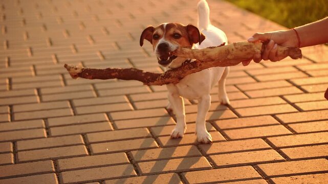 Jack Russell Terrier playing tug of war with big stick at sunset, active dog biting wooden branch from owner hand, pet training in summer park, funny domestic animal outdoor lifestyle concept