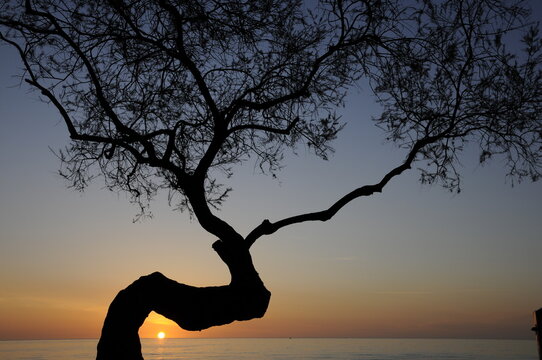 Baum bei Sonnenaufgang
