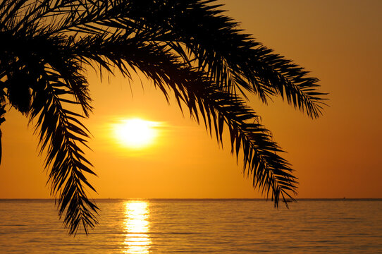 Palme bei Sonnenaufgang