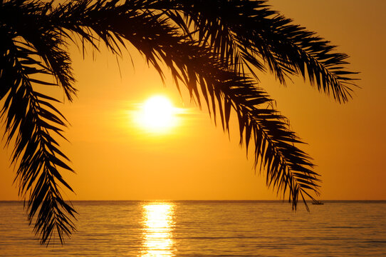 Palme bei Sonnenaufgang