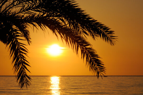 Palme bei Sonnenaufgang