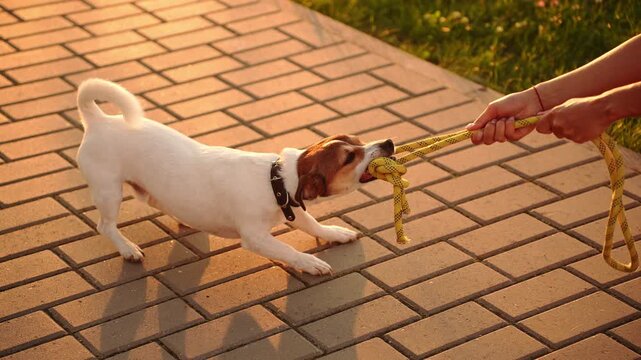 Jack Russell Terrier playing tug of war rope game with owner at sunset, active dog pulling yellow cord toy in teeth, funny pet workout, canine agility training in warm golden hour light. Walking pet