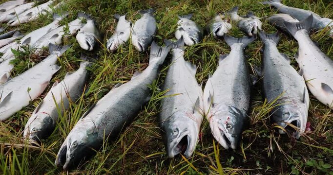 Fresh caught Alaskan coho salmon. The wild fish are on the bank of Alaska in green grass after fisherman reeled them in. 