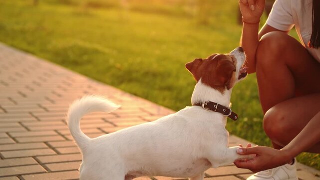 Professional dog trainer crouches, gives food reward treats to smart Jack Russell Terrier puppy standing on its hind legs. Concept pet education, canine obedience coaching, premium snacks during sunse