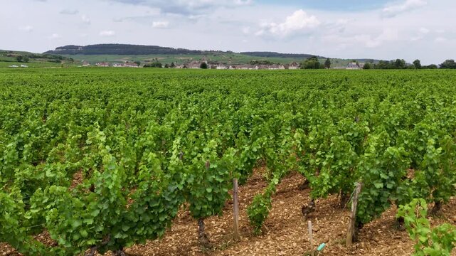 Chardonnay grape vines blow in the wind in Burgundy, France to grow premiere white wine sought after around the world. 