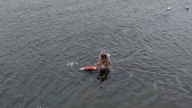 Wild Alaskan brown grizzly bear eating a salmon carcass in a river in Alaska. 