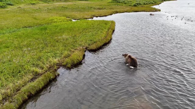 Two wild Alaskan grizzly brown bears eating and feeding on fresh coho salmon in the Egegik river of Alaska. 