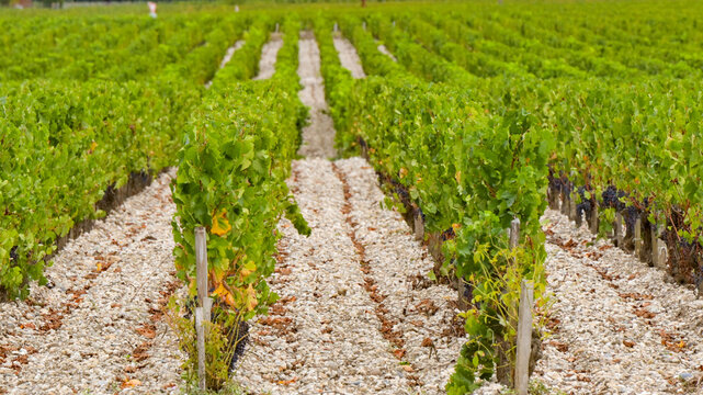 Rows of vines with red grapes in a vineyard in the Margaux appellation in Bordeaux, France