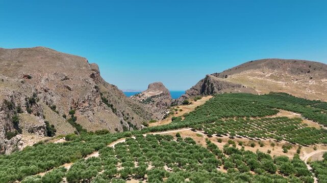 Aerial view of olive trees in a grove on the Greek island Crete in Greece. The Aegean sea can be seen in the background. 