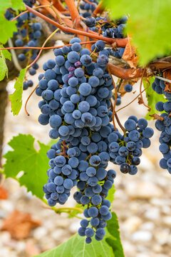Close up view of a bunch of ripe juicy cabernet sauvingon grapes ready for harevesting in a vineyard in the Margaux appellation in Bordeaux, France