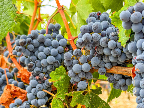 Close up view of ripe juicy red grapes growing on old vines in a vineyard in the famous Margaux area of Bordeaux