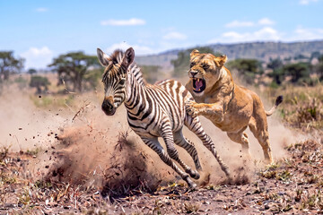 Fototapeta premium Lioness attacking and chasing a running zebra foal in the African savannah