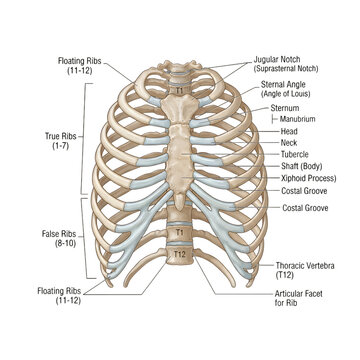 Human rib cage and spine anatomical illustration with labeled bones